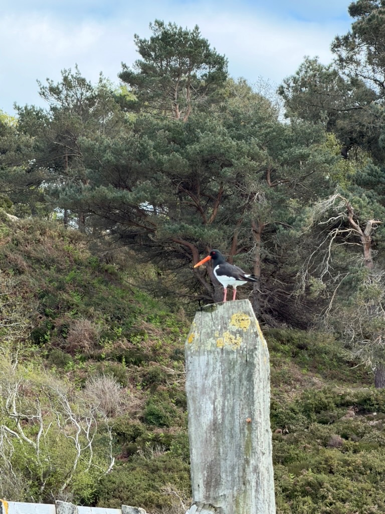 Oystercatcher