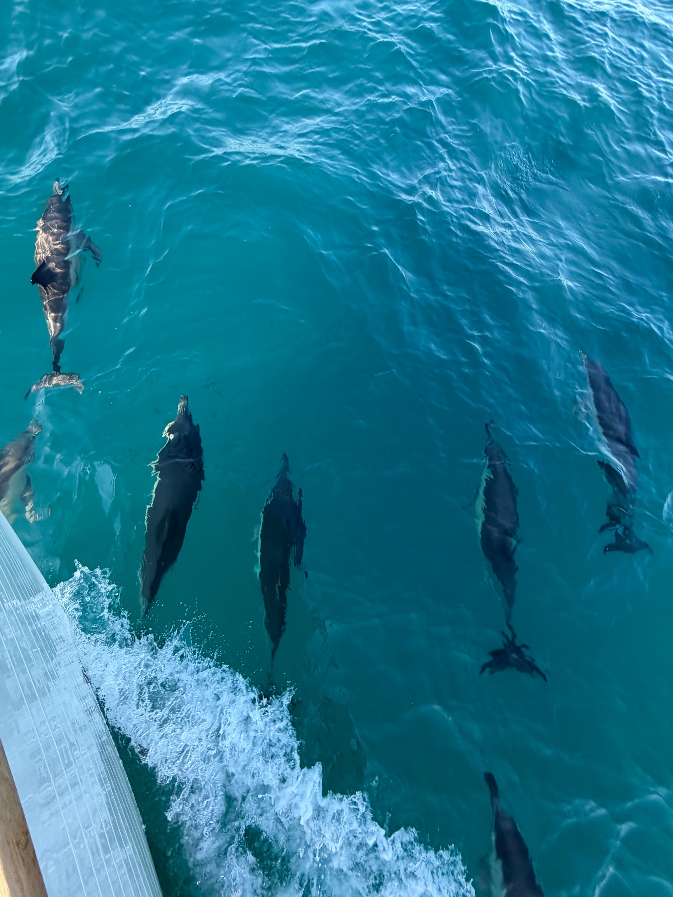 Dolphins joining us across Lyme Bay