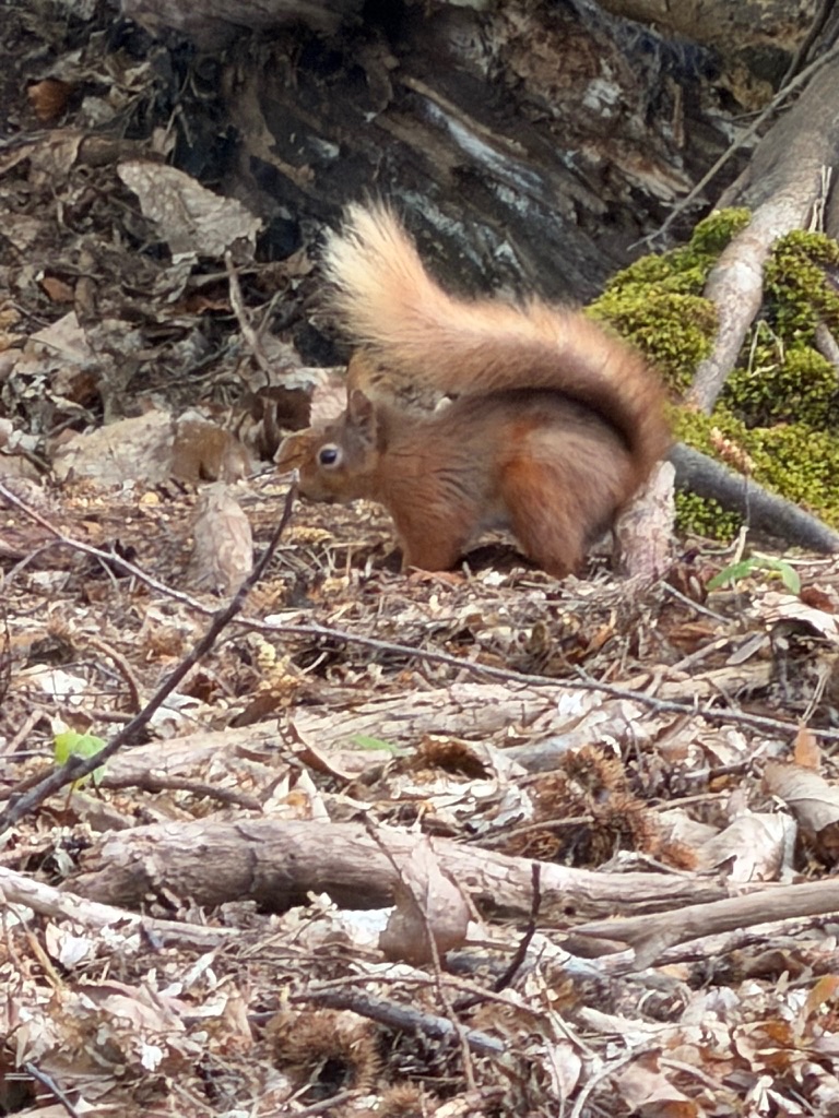 Red Squirrels of Brownsea